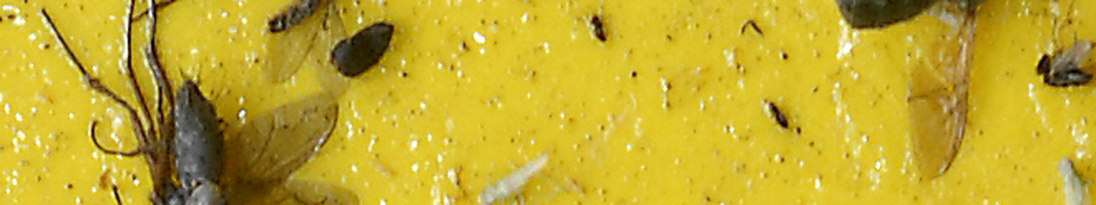 Gelbe Pheromonfalle mit Insekten ©Feuerbach